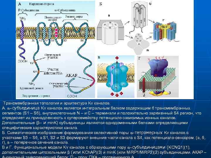 Трансмембранная топология и архитектура Kv каналов. А. a субъединица Kv каналов является интегральным белком