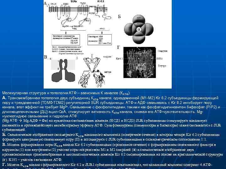 Молекулярная структура и топология АТФ – зависимых К каналов (КАТФ). А. Трансмембранная топология двух