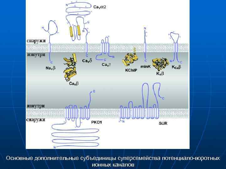 Основные дополнительные субъединицы суперсемейства потенциало-воротных ионных каналов 