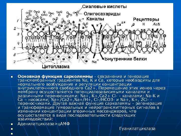 n n Основная функция сарколеммы - сохранение и генерация трансмембранных градиентов Na, К и