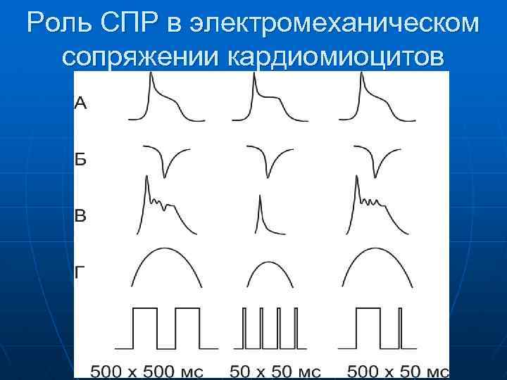 Роль СПР в электромеханическом сопряжении кардиомиоцитов 