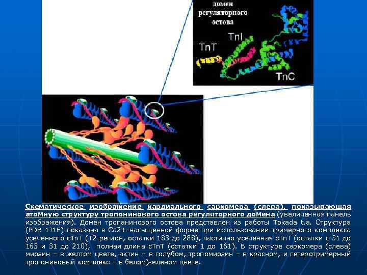 Схематическое изображение кардиального саркомера (слева), показывающая атомную структуру тропонинового остова регуляторного домена (увеличенная панель