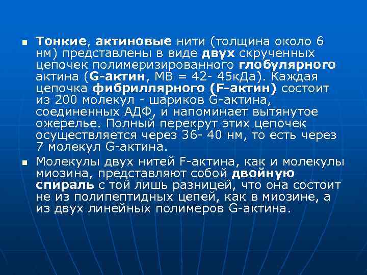 n n Тонкие, актиновые нити (толщина около 6 нм) представлены в виде двух скрученных