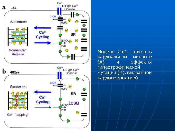 Модель Са 2+ цикла в кардиальном миоците (А) и эффекты гипертрофической мутации (В), вызванной