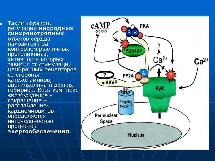 n Таким образом, регуляция инородных синхронотропных ответов сердца находится под контролем различных протеинкиназ, активность