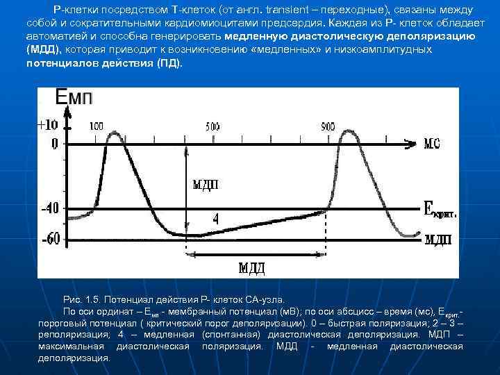 Р-клетки посредством Т-клеток (от англ. transient – переходные), связаны между собой и сократительными кардиомиоцитами