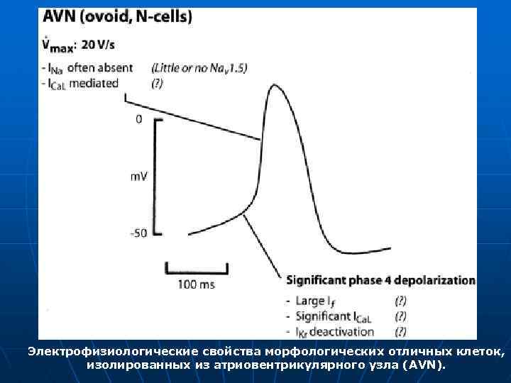 Электрофизиологические свойства морфологических отличных клеток, изолированных из атриовентрикулярного узла (AVN). 