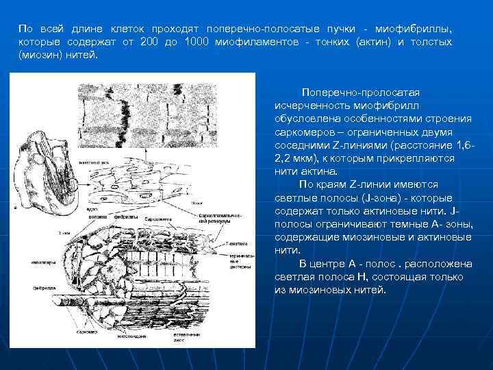 По всей длине клеток проходят поперечно-полосатые пучки - миофибриллы, которые содержат от 200 до