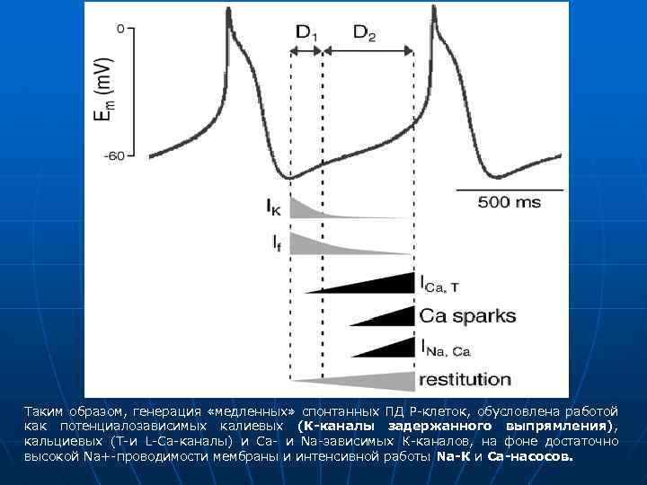 Таким образом, генерация «медленных» спонтанных ПД Р-клеток, обусловлена работой как потенциалозависимых калиевых (К-каналы задержанного