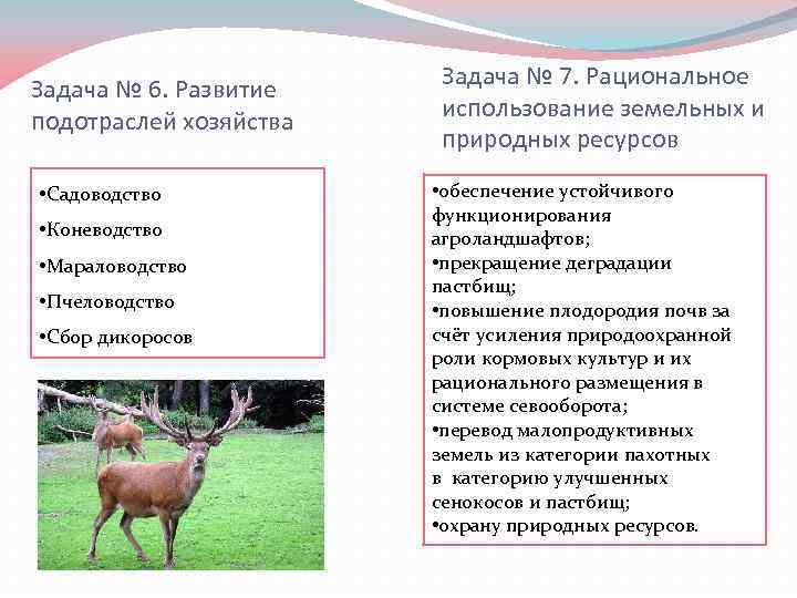 Задача № 6. Развитие подотраслей хозяйства • Садоводство • Коневодство • Мараловодство • Пчеловодство