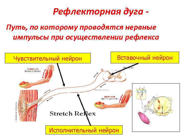 Установи какими цифрами на рисунке обозначены следующие составные части дуги рефлекса