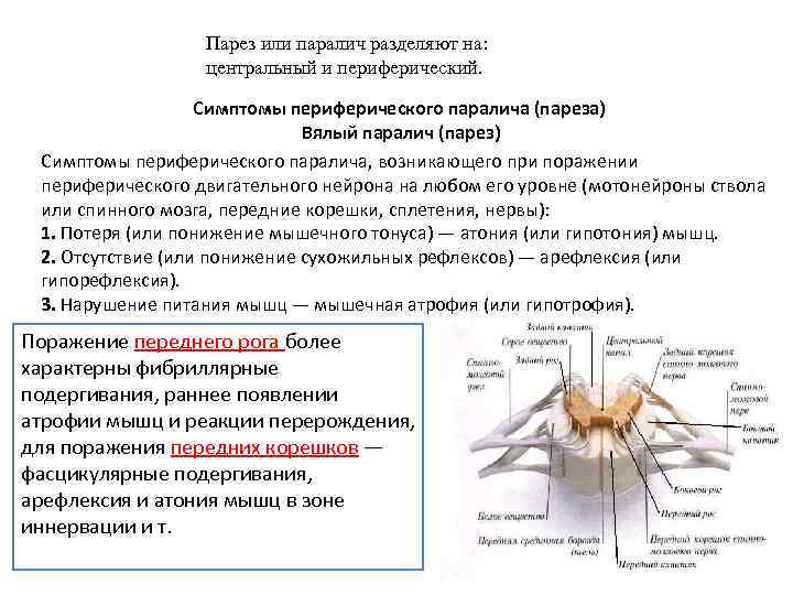 Периферический паралич парез характеризуется следующей клинической картиной