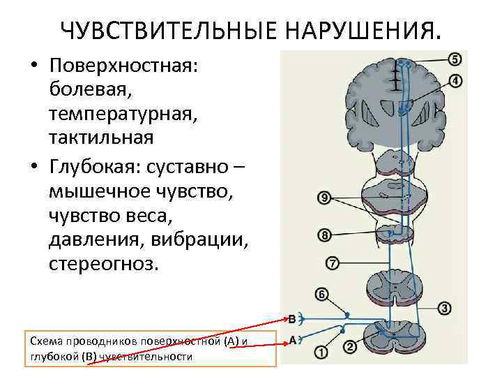 Поверхностная оценка. Ход проводников глубокой чувствительности неврология. Проводники болевой и температурной чувствительности неврология. Поверхностная чувствительность неврология схема. Схема проводников поверхностной чувствительности.