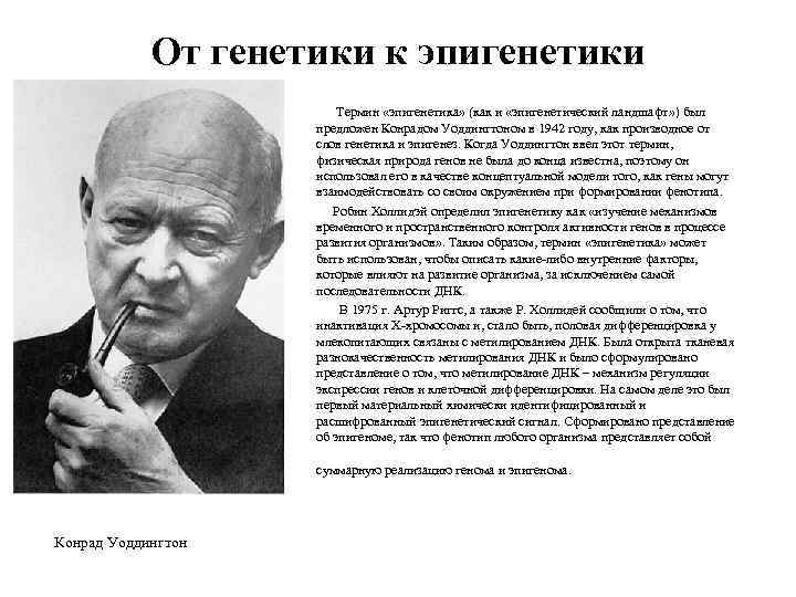 От генетики к эпигенетики Термин «эпигенетика» (как и «эпигенетический ландшафт» ) был предложен Конрадом