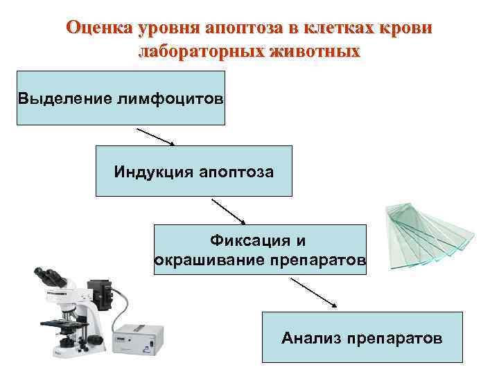 Оценка уровня апоптоза в клетках крови лабораторных животных Выделение лимфоцитов Индукция апоптоза Фиксация и