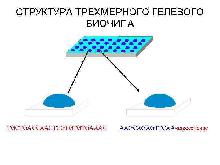 СТРУКТУРА ТРЕХМЕРНОГО ГЕЛЕВОГО БИОЧИПА TGCTGACCAACTCGTGTGTGAAAC AAGCAGAGTTCAA-aagcccttcagc 