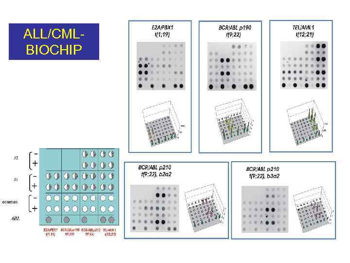 ALL/CMLBIOCHIP 