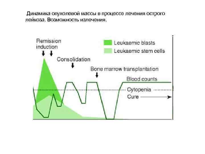 Динамика опухолевой массы в процессе лечения острого лейкоза. Возможность излечения. 