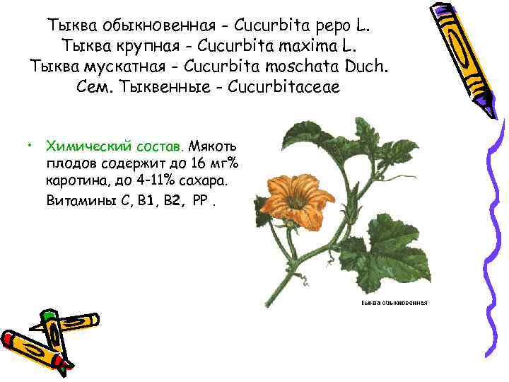 Тыква обыкновенная - Cucurbita pepo L. Тыква крупная - Cucurbita maxima L. Тыква мускатная