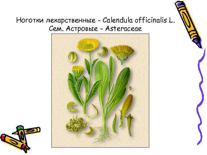 Ноготки лекарственные - Calendula officinalis L. Сем. Астровые - Asteraceae 