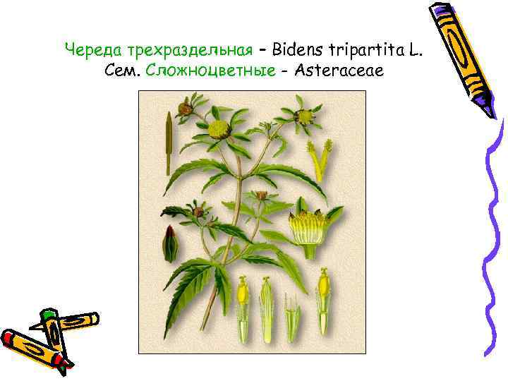 Череда трехраздельная – Bidens tripartita L. Сем. Сложноцветные - Asteraceae 