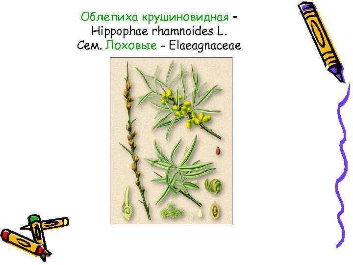 Облепиха крушиновидная – Hippophae rhamnoides L. Сем. Лоховые - Elaeagnaceae 