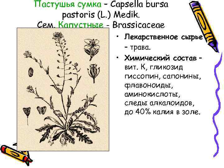 Пастушья сумка – Capsella bursa pastoris (L. ) Medik. Сем. Капустные - Brassicaceae •