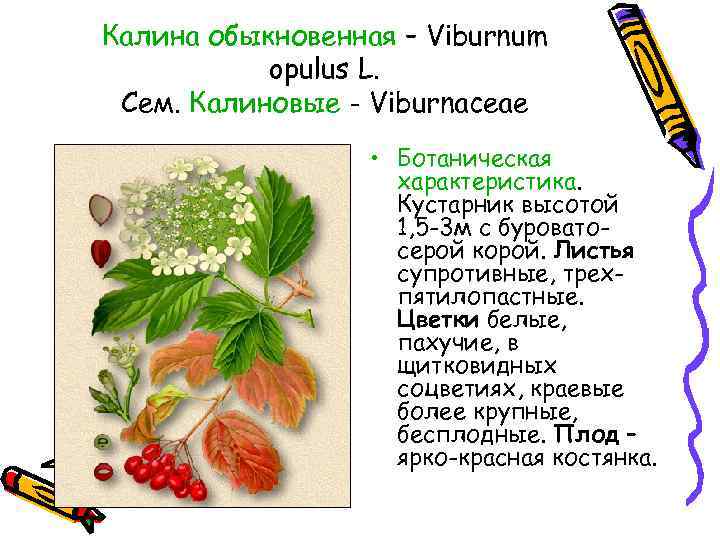 Калина обыкновенная – Viburnum opulus L. Сем. Калиновые - Viburnaceae • Ботаническая характеристика. Кустарник