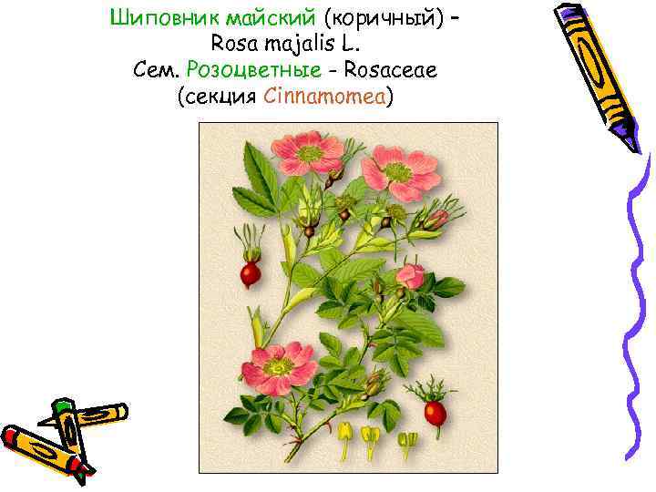 Шиповник майский (коричный) – Rosa majalis L. Cем. Розоцветные - Rosaceae (секция Cinnamomea) 