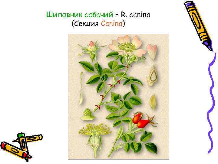 Шиповник собачий – R. canina (Секция Canina) 