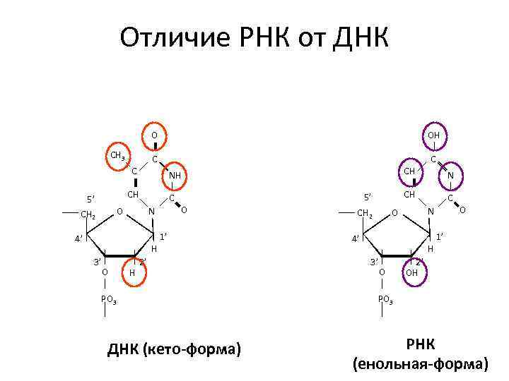 Отличие днк от рнк. Три различия РНК И ДНК. 3 Отличия ДНК от РНК. РНК отличается от ДНК следующим. Количественные различия в молекулах МРНК.