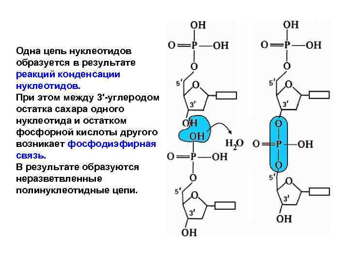 Фосфодиэфирная связь между нуклеотидами. Остаток фосфорной кислоты РНК. Фосфодиэфирная связь. Образование фосфодиэфирной связи между нуклеотидами. Фосфодиэфирные связи между нуклеотидами.