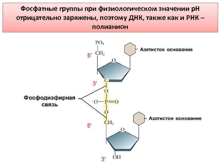 Фосфатные группы при физиологическом значении p. H отрицательно заряжены, поэтому ДНК, также как и