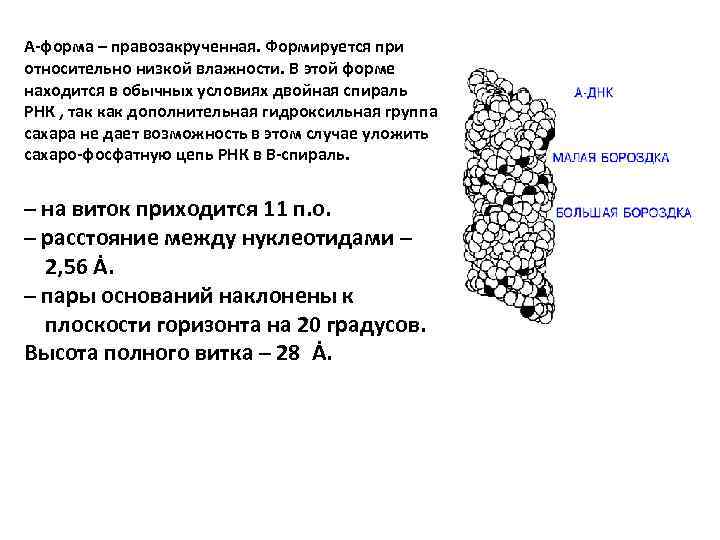 А-форма – правозакрученная. Формируется при относительно низкой влажности. В этой форме находится в обычных