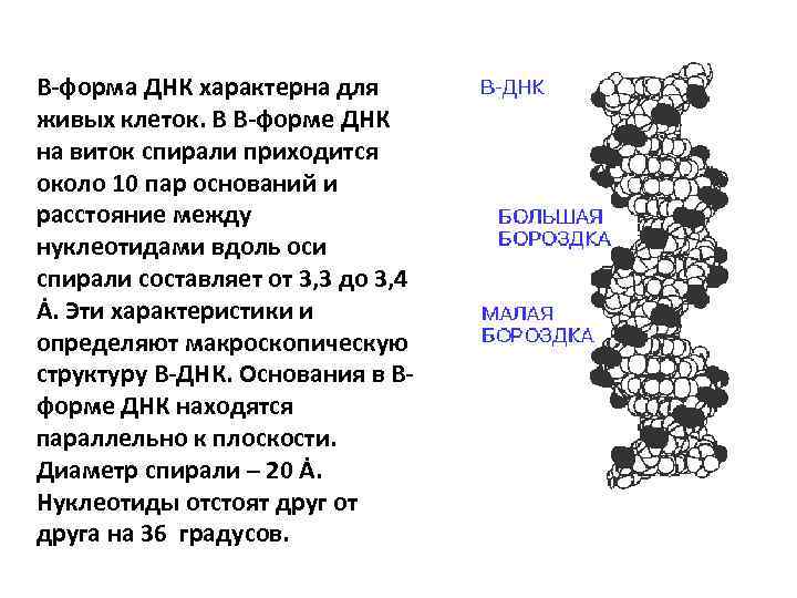 Форма днк. Характеристики форм ДНК. Параметры ДНК характерные для в-формы. Основная форма ДНК. Бета форма ДНК.