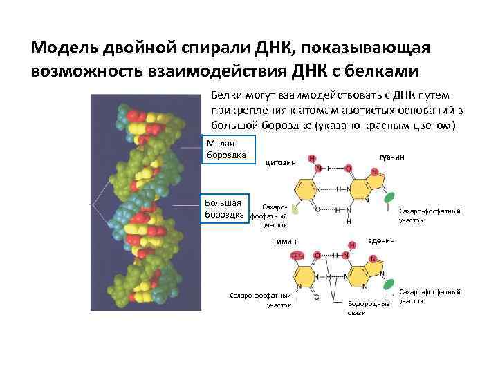 Модели двойное. Большая и малая бороздка ДНК. Малая бороздка ДНК. Малая борозда спирали ДНК. Большие и малые бороздки ДНК.