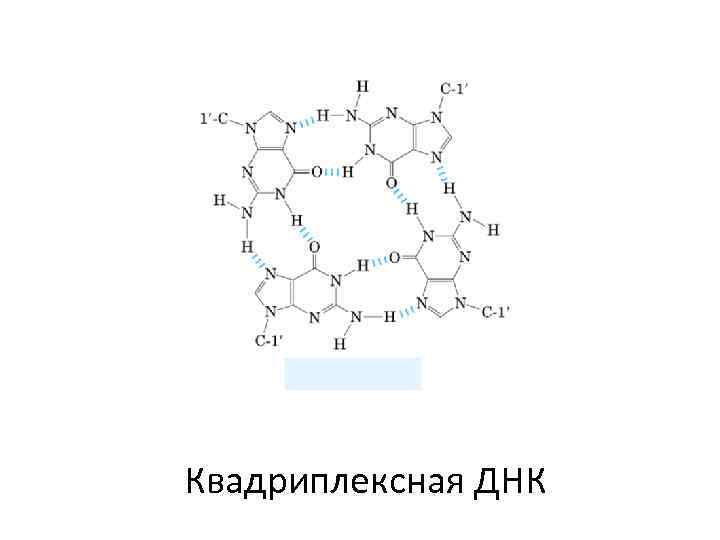 Квадриплексная ДНК 