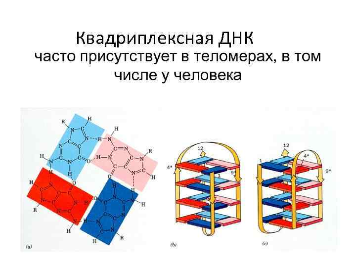 Квадриплексная ДНК 