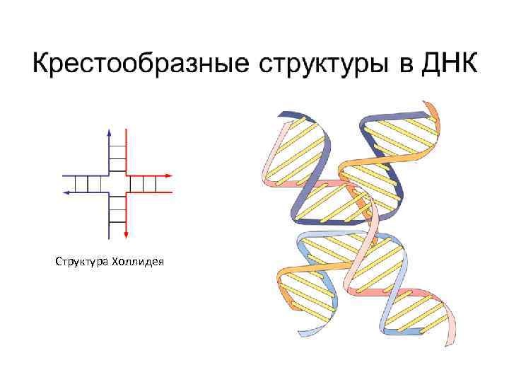 Структура Холлидея 