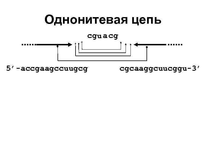 Однонитевая цепь cgu a cg 5’-accgaagccuugcg cgcaaggcuucggu-3’ 