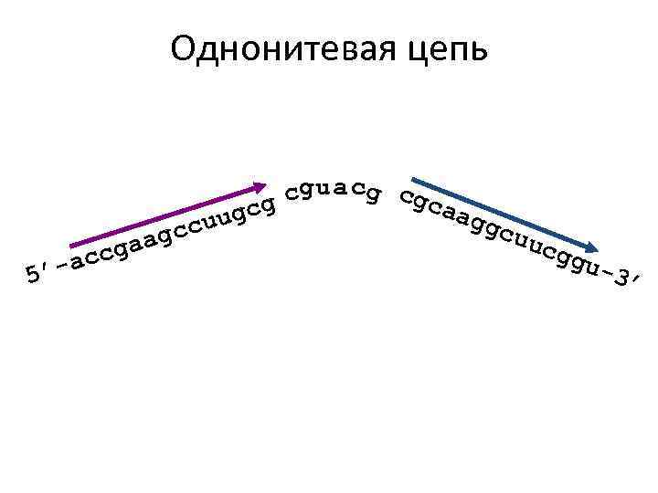 Однонитевая цепь cgu a cg cgc g aag ugc u gcc ucg gaa c