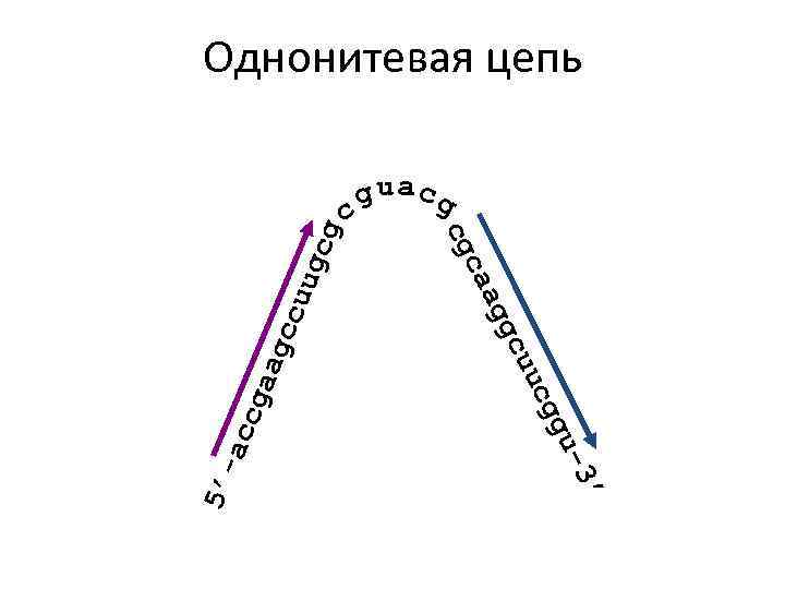 Однонитевая цепь cg uug 5’acc gaa gcc ’ 3 u- g cg uu gc