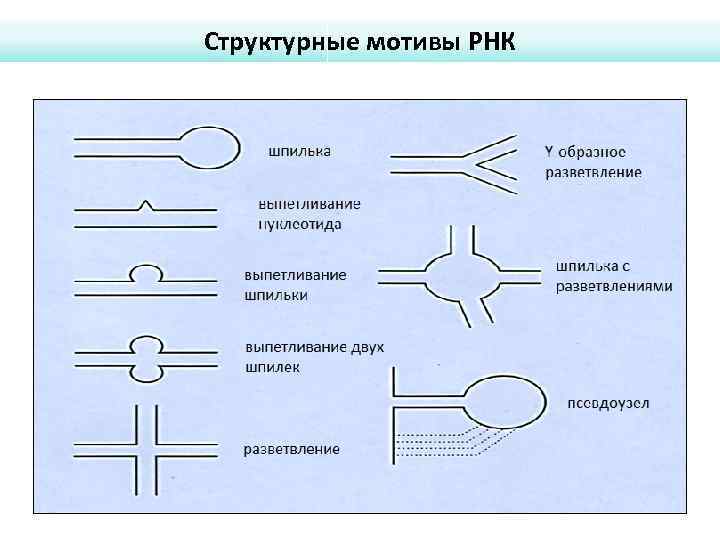 Структурные мотивы РНК 