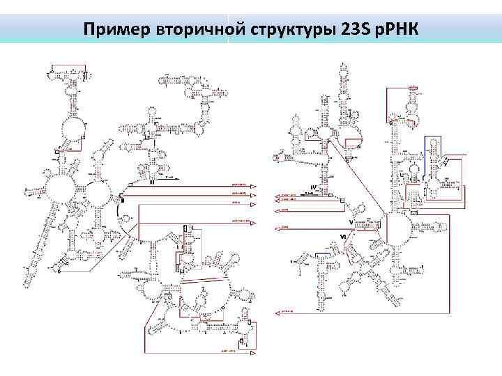 Пример вторичной структуры 23 S р. РНК 