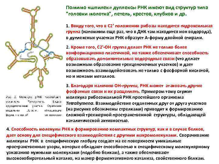 Рнк имеет четвертичную структуру