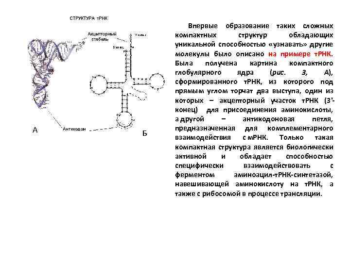 Днк и рнк презентация