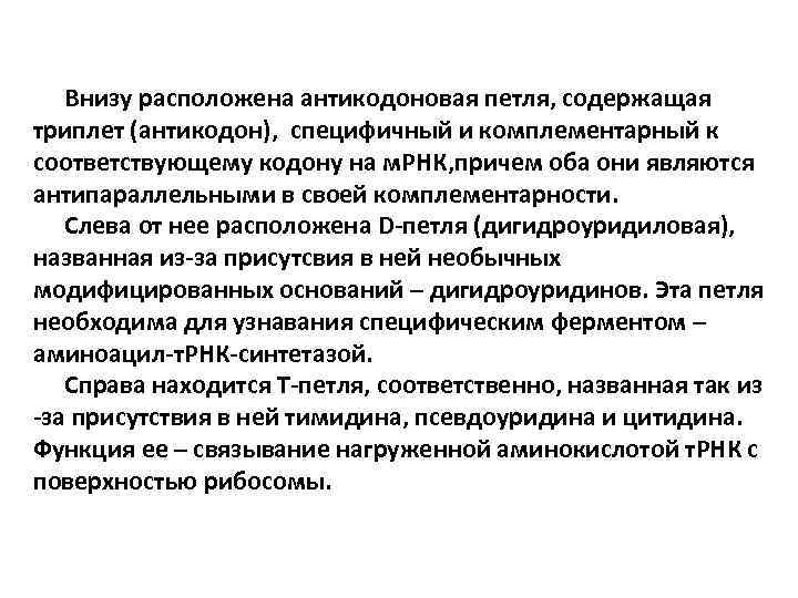 Внизу расположена антикодоновая петля, содержащая триплет (антикодон), специфичный и комплементарный к соответствующему кодону на