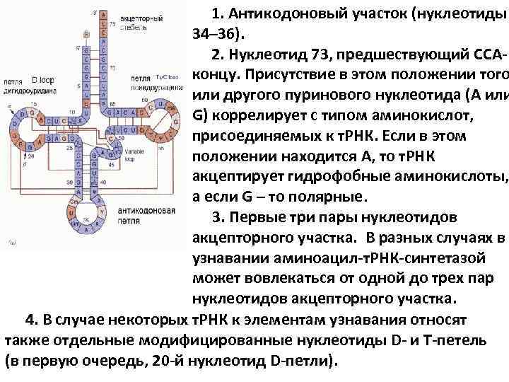 Петля днк