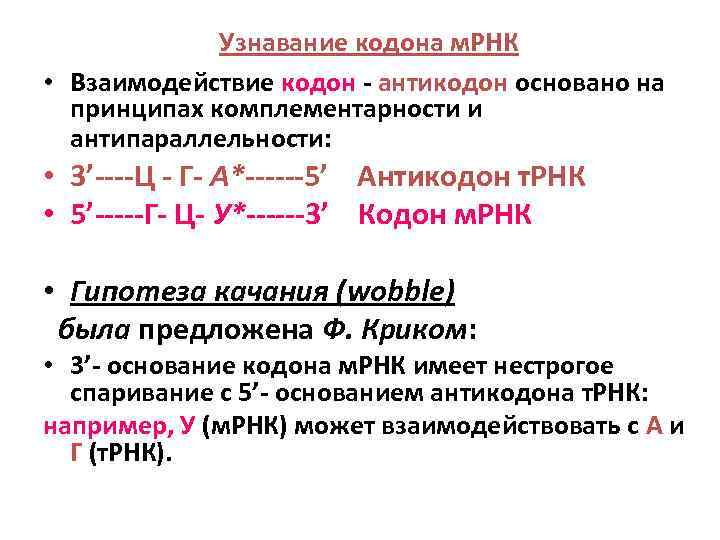 Узнавание кодона м. РНК • Взаимодействие кодон - антикодон основано на принципах комплементарности и