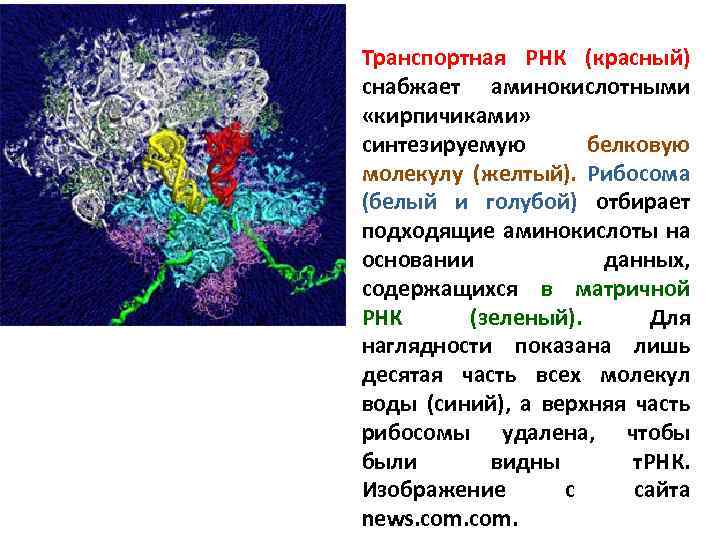 Транспортная РНК (красный) снабжает аминокислотными «кирпичиками» синтезируемую белковую молекулу (желтый). Рибосома (белый и голубой)